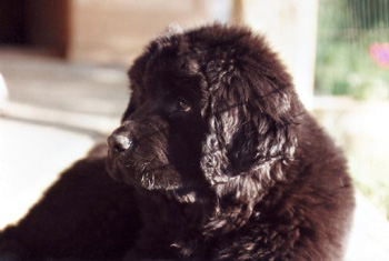 2001_saima3m1
