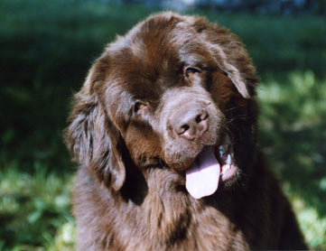 2006_amiebrune1