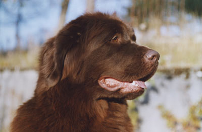 2006_amiebrune2