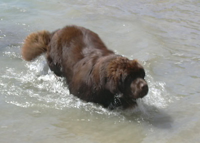 2006_angus8m3