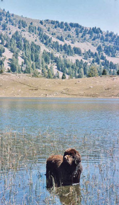 2006_angus_10m