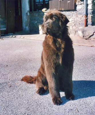 2006_angus_8m