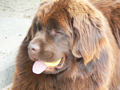 2006_angus_8m2