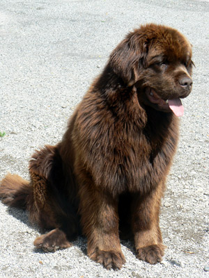 Angus - 18 mois