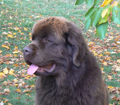 Angus - 24 mois