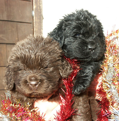 Bounty et Bagheera