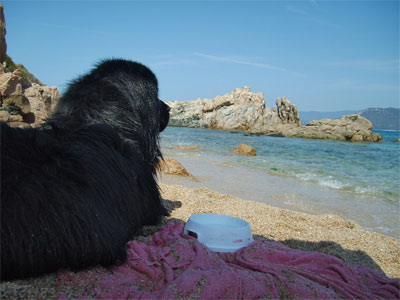 Volsung en Corse