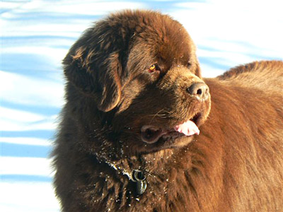 Angus