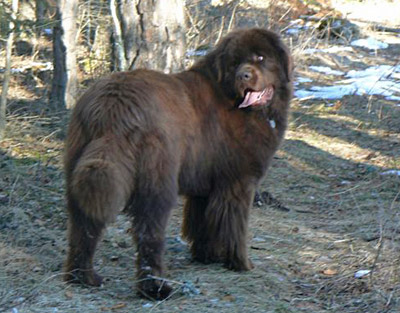 Angus