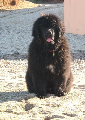 Dylan