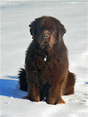 Angus en hiver