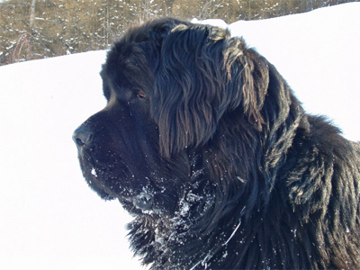 Cargo &agrave; la neige