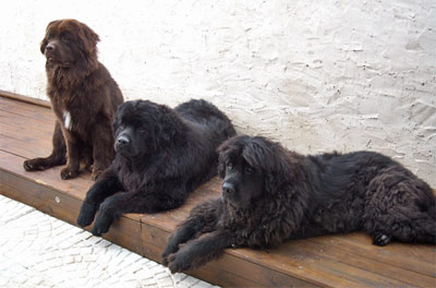 Dawson, Dylan et Uhlann