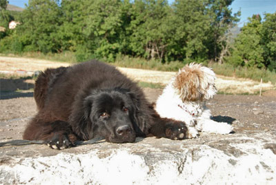 Drum et Baloo