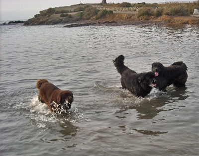 Dylan, Dawson et Uhlann