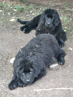 Eden et Elen