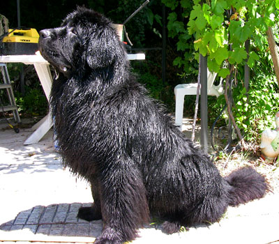 Bagheera &agrave; 3 ans et demi