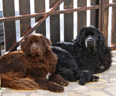 Dawson et Dylan &agrave; 2 ans