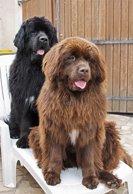 Dawson et Dylan &agrave; 2 ans