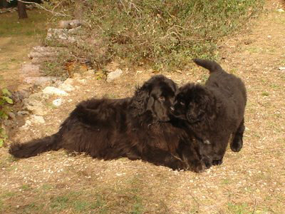 Elfea &agrave; 11 semaines