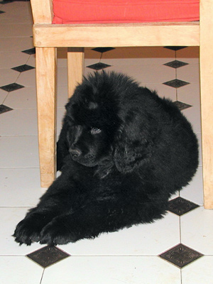 Elouan