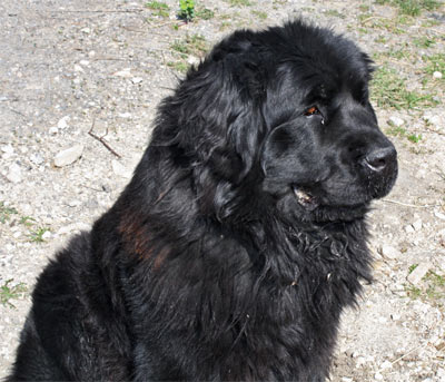 Belle de la Coupi&egrave;re &agrave; 4 ans