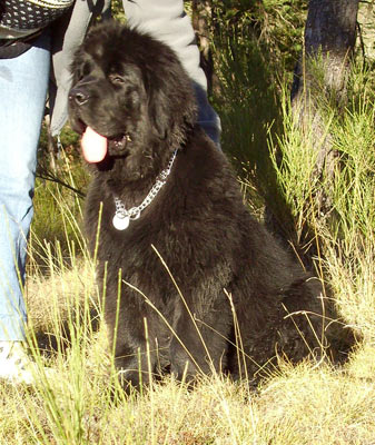 Gulliver