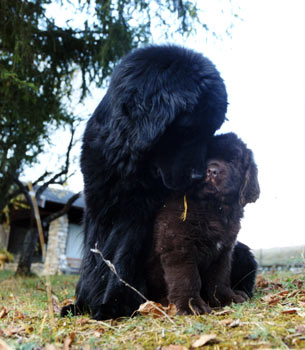 angus2m1