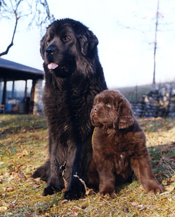 angus2m2