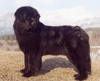 saima4a3