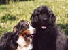 2002_oolum_toundra