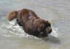 Angus (8 mois) et Atoll