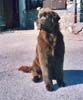 Angus (8 mois)