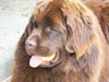 Angus (8 mois)