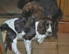 Angus (8 mois) et Atoll