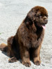 Angus &agrave; 18 mois