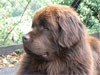Angus &agrave; 22 mois