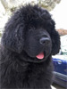 Bagheera -�12 semaines