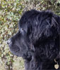 Bagheera -�12 mois