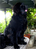Bagheera -�8 mois
