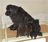 Vallouise et ses chiots