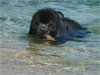 Volsung en Corse