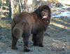 Angus