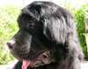 Bagheera
