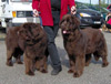 Constance et Balkis