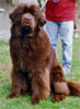 Constance