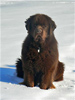Angus