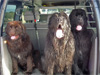 Dylan, Dawson et Ulhann &agrave; la plage