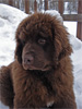 Eliott