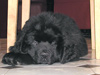 Elouan